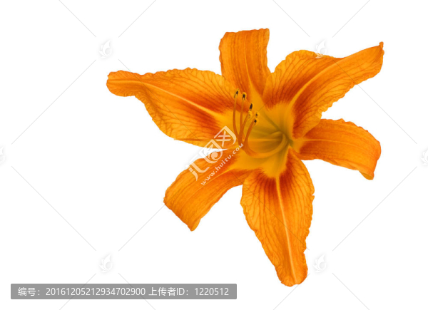 白色背景的Tiger,Lily