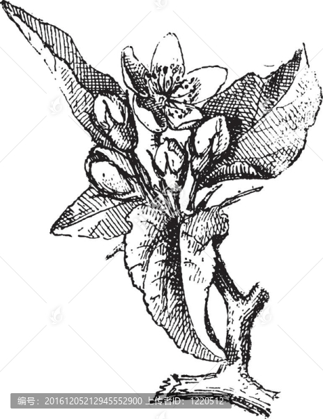 蘋果花和樹葉。