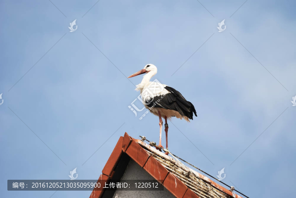 屋頂上的鸛鳥