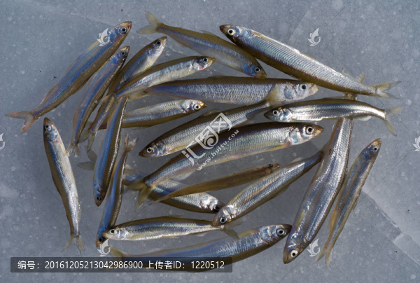 冰上的魚15