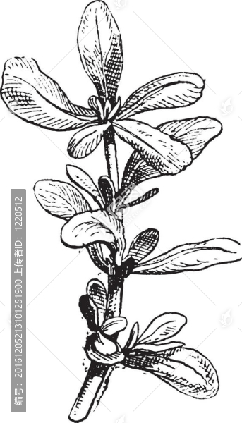 馬齒莧馬齒莧或Portulaca古典雕刻