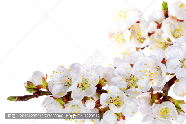 春天的花