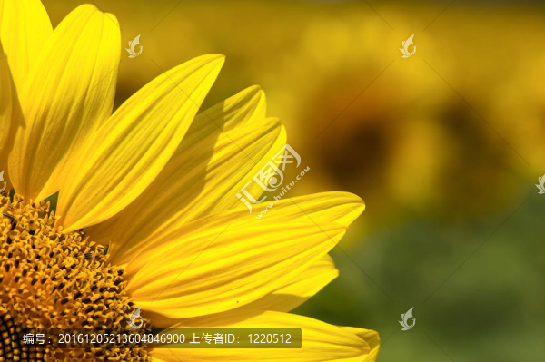 向日葵