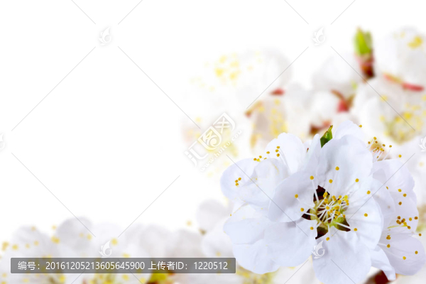 春天的花