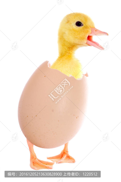 小鴨