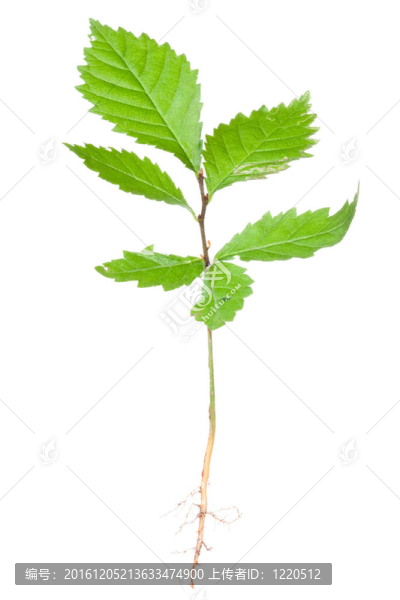年輕的樹(shù)（鐵樹(shù)）