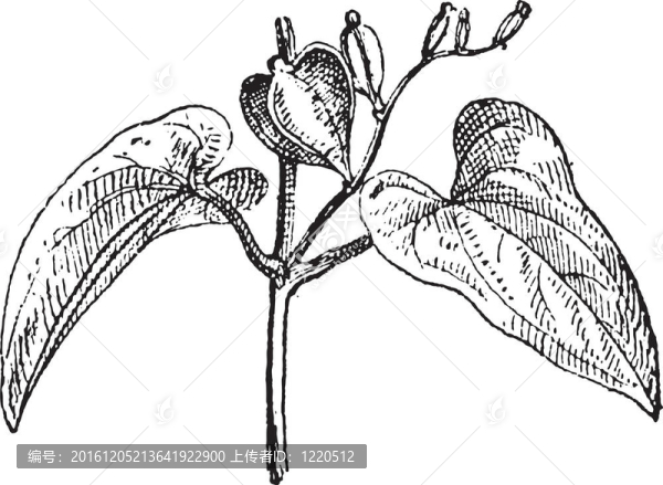 山藥雌花復(fù)古雕刻