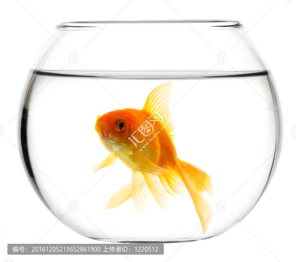 在水族箱里的金魚(yú)