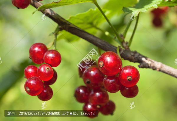 紅醋栗樹枝