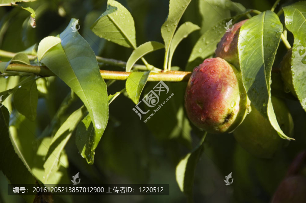 樹上的桃子