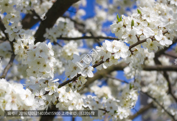 春暖花開(kāi)的樹(shù)在藍(lán)色的天空