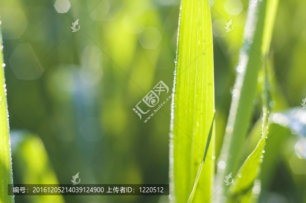 清晨的草地