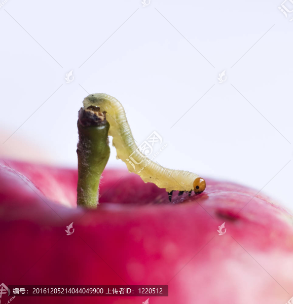 在紅蘋(píng)果面蝸桿