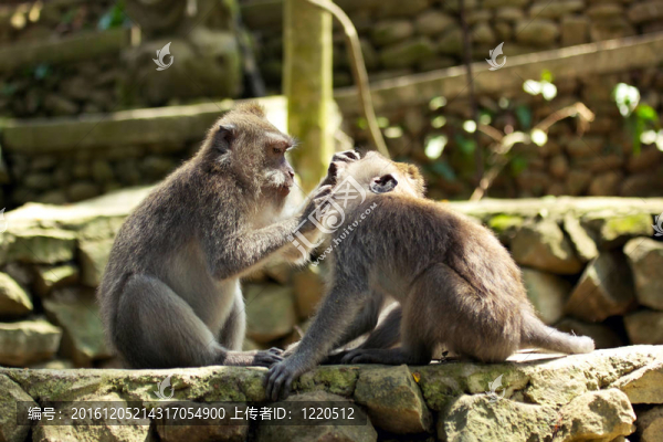 兩只猴子