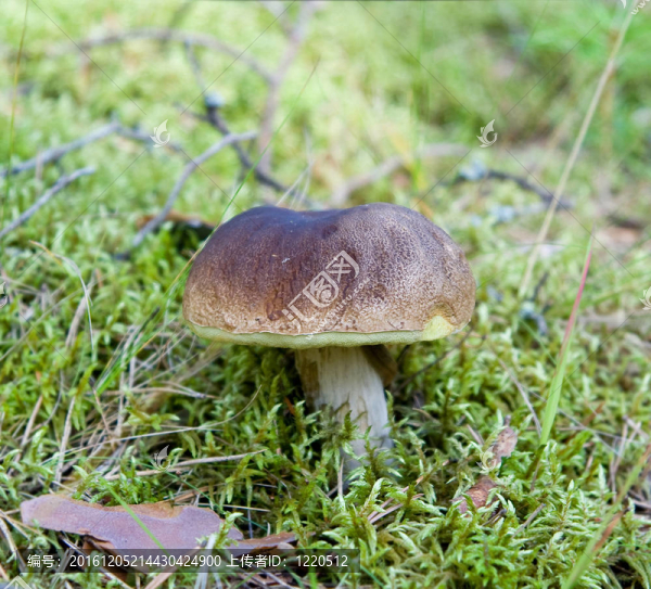 CEP在草
