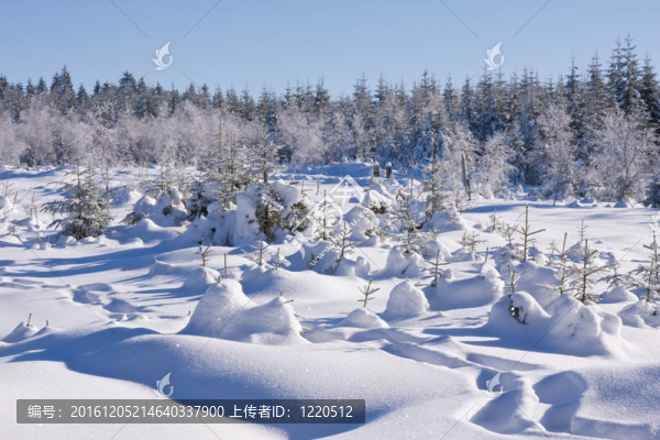 在山上新鮮的雪