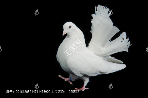 美麗的白鴿行走