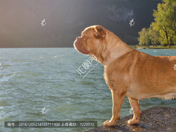 狗在湖