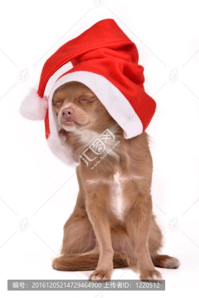 夢幻圣誕狗戴著Santa的帽子