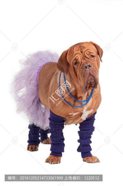 法國獒犬的芭蕾舞演員
