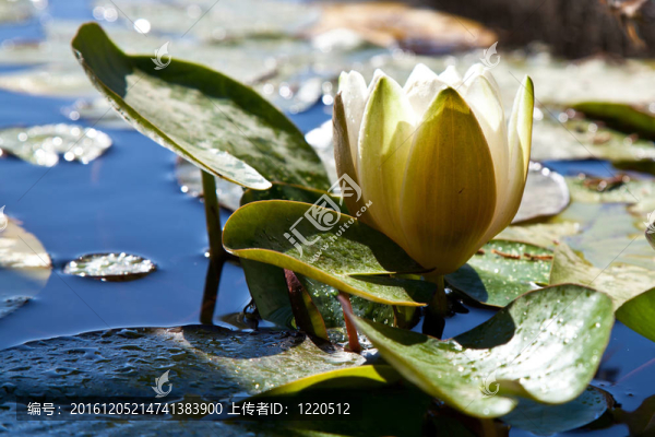 池塘里的白色睡蓮