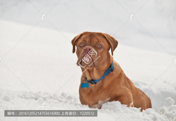 可愛的小狗坐在雪中