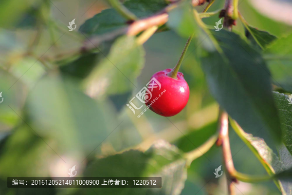 櫻桃漿果。