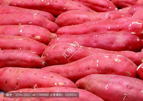 甘薯