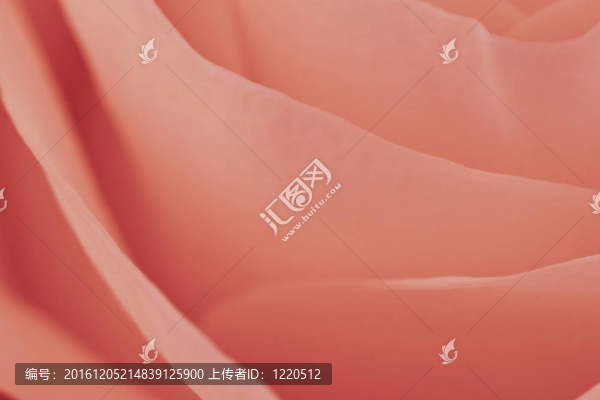 粉紅玫瑰的宏