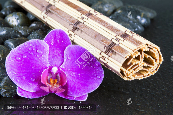 美麗的紫色蘭花；巖石和水滴。