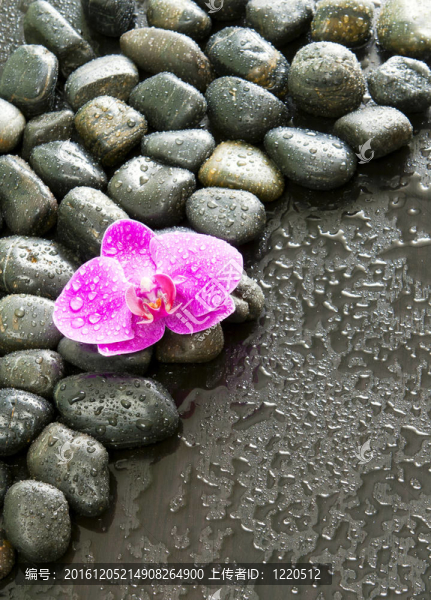 美麗的紫色蘭花；巖石和水滴。