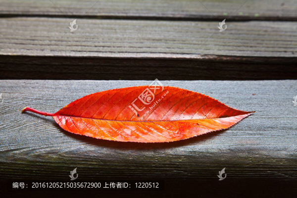 獨自一人（落葉）