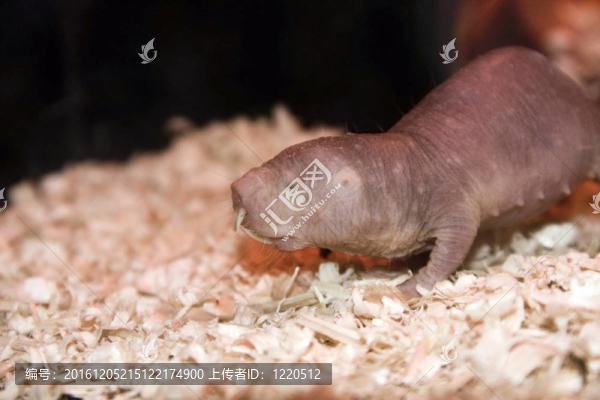 裸鼴鼠