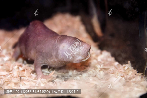 裸鼴鼠