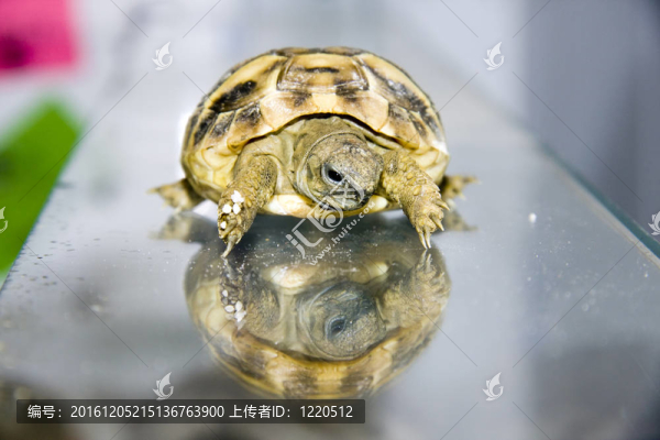 赫爾曼的烏龜寶寶