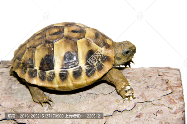裸鼴鼠；大小頭畸形；GL；
