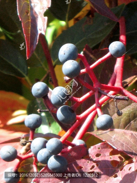 在一個(gè)紅色的干漿果