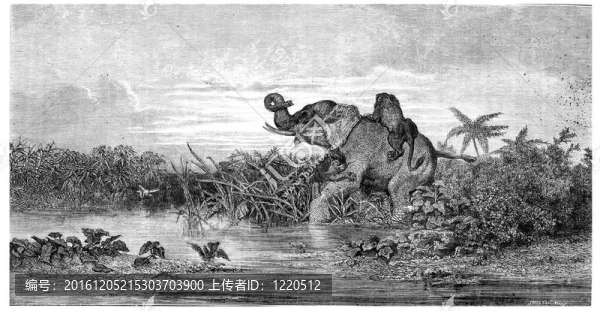 沙龍繪畫(huà)。由兩只獅子大象攻擊；老式刻插圖。該公司pittoresque,1875。