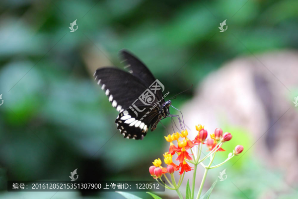 蝴蝶飛開
