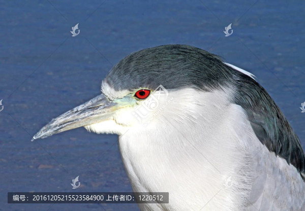 夜鷺