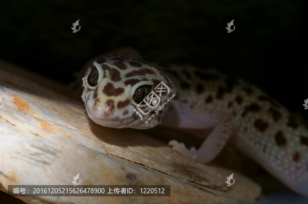 豹紋守宮