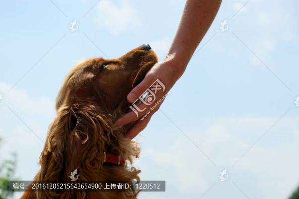 可卡犬和女人的手