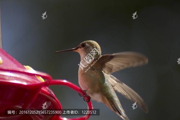 humingbird支線