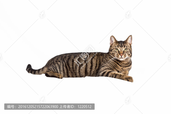 可愛(ài)的貓白色隔離