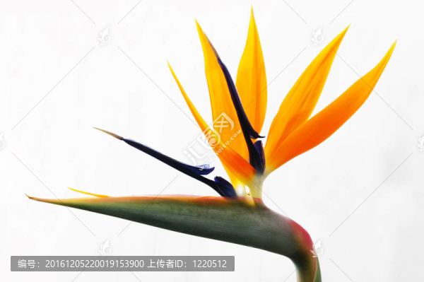 黃色的蟹鉗
