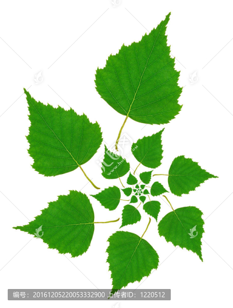 白樺葉模式