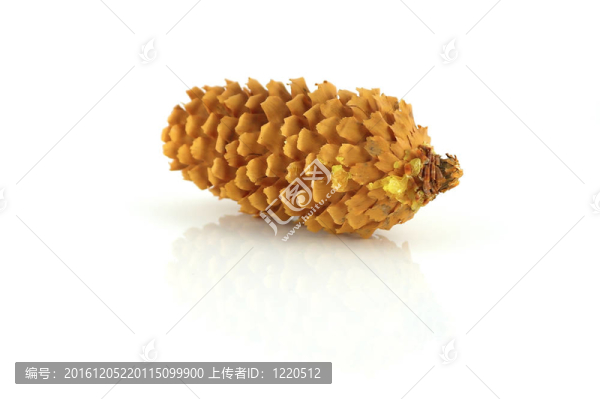 冷杉球果在白