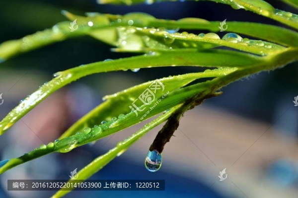 卡魯蘇鐵E果薺