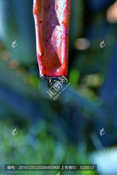 蘆薈葉的雨滴