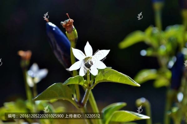 黑辣椒